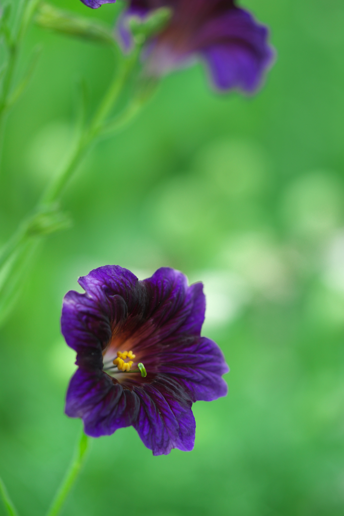 新緑に花開く
