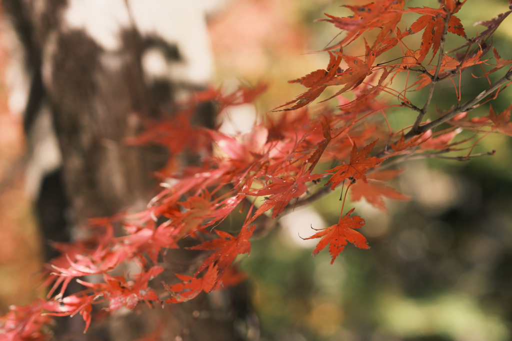 香嵐渓の紅葉　1