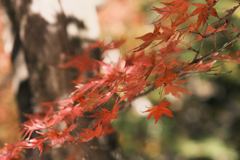香嵐渓の紅葉　1