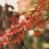 香嵐渓の紅葉　1
