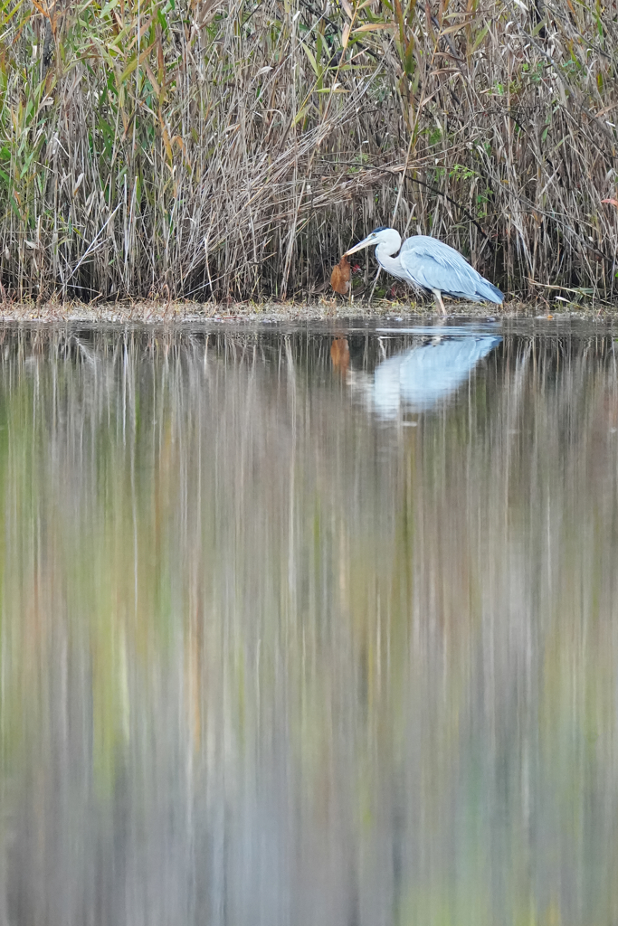 獲物ゲット！・・・葉っぱかいな。
