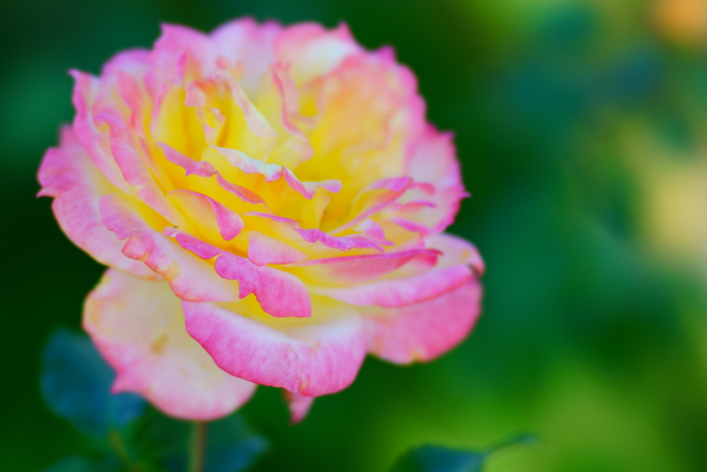 気分はトロピカル