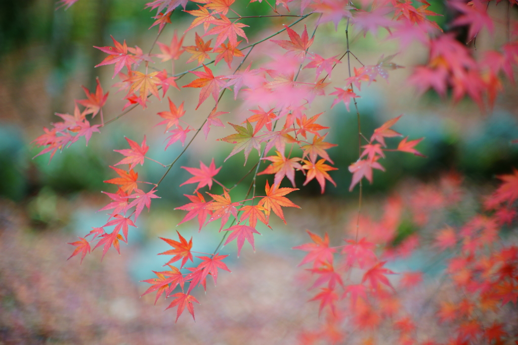 晩秋の紅葉　6