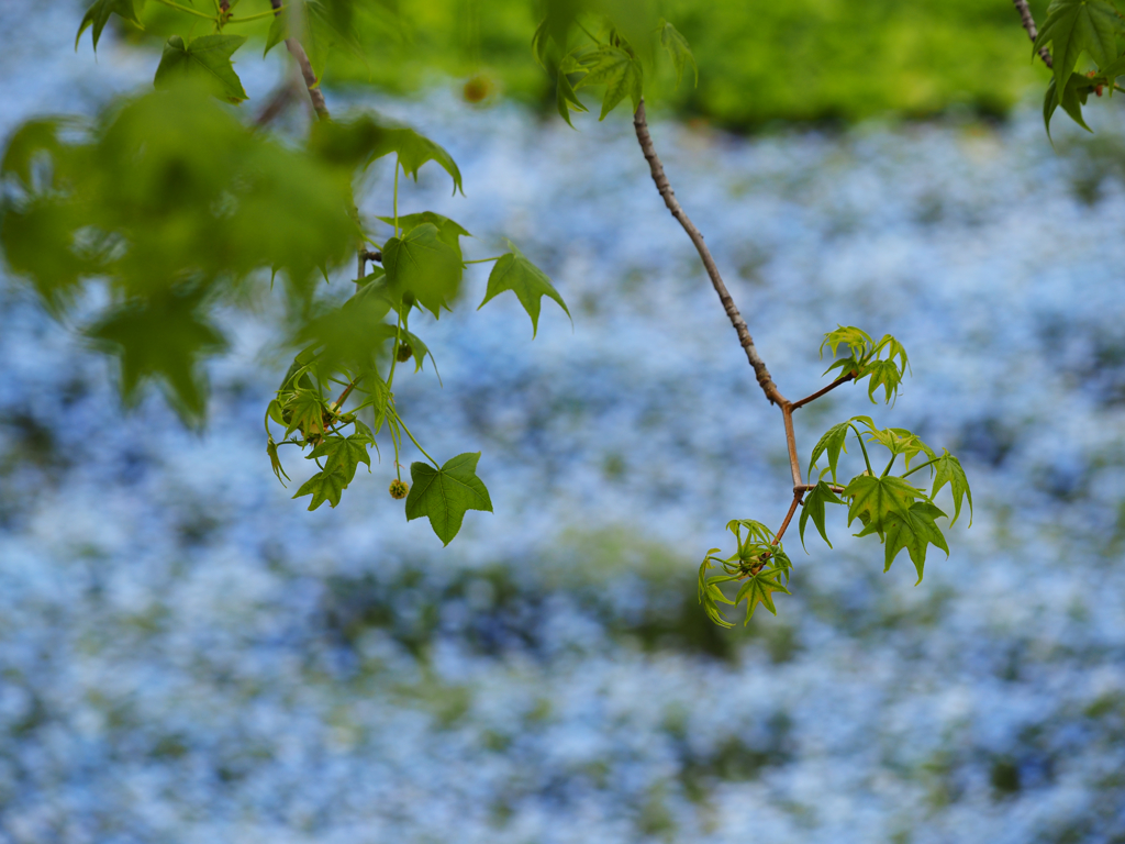 Green&Blue