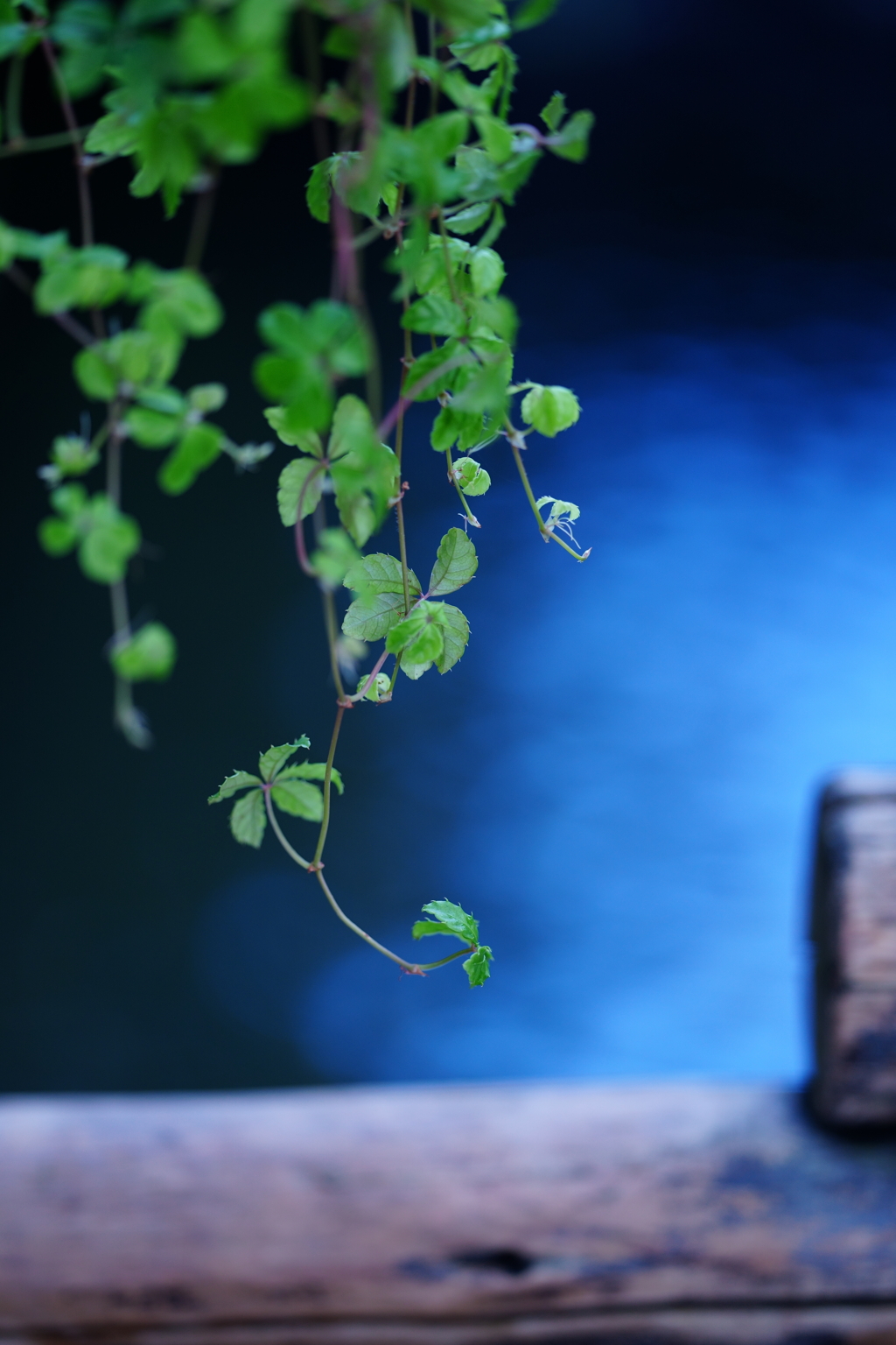 シュガーバイン