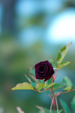 a Rose 4