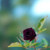 a Rose 4
