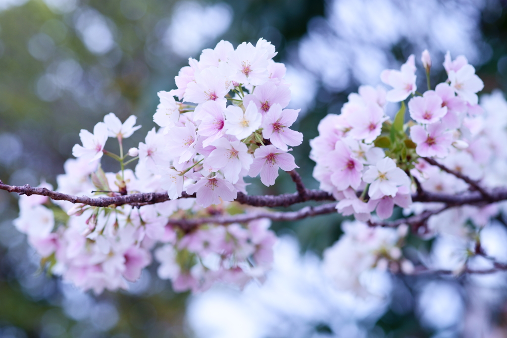 Japanese cherry