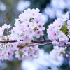 Japanese cherry