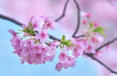 河津桜　9