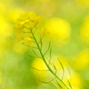菜の花