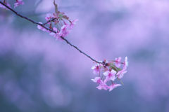 河津桜