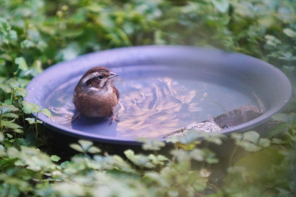 ホオジロさんの水遊び