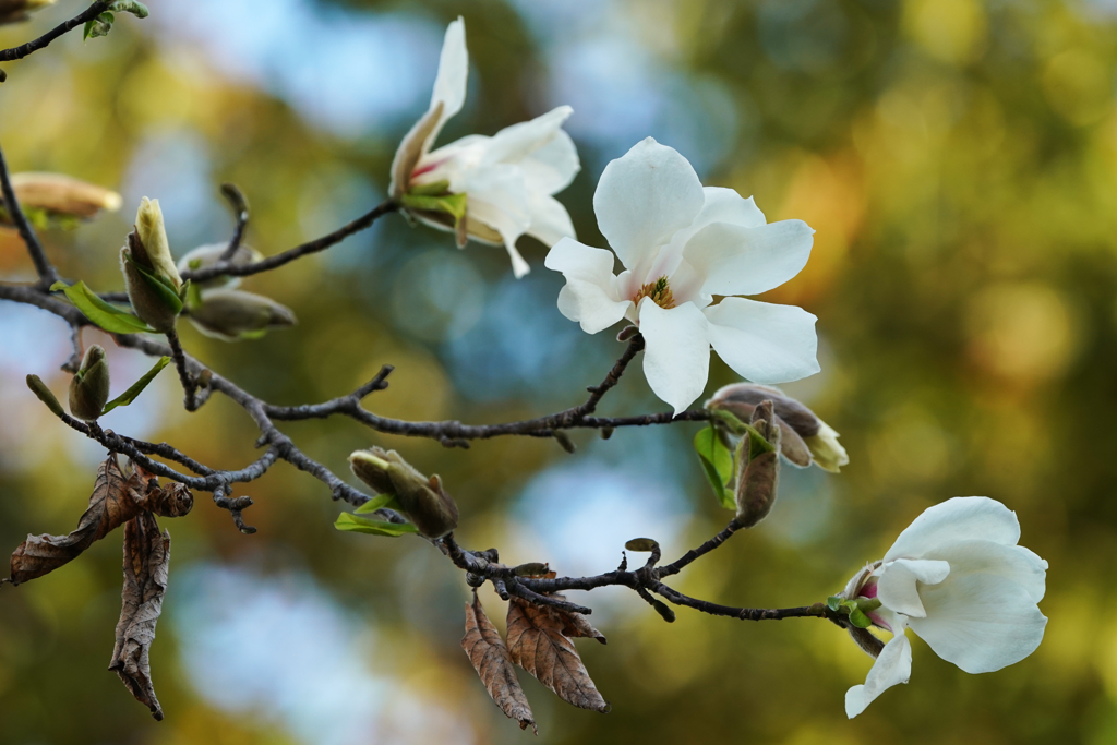 春の花