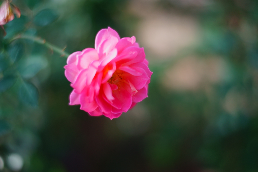 イングリッシュローズ