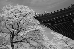 富士霊園の桜　4