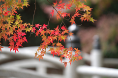 小國神社の紅葉　4