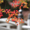小國神社の紅葉　4