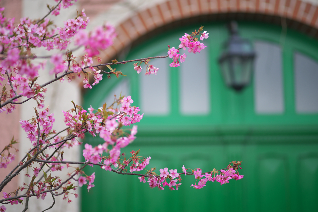 河津桜咲く