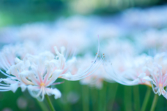 White Spider lily