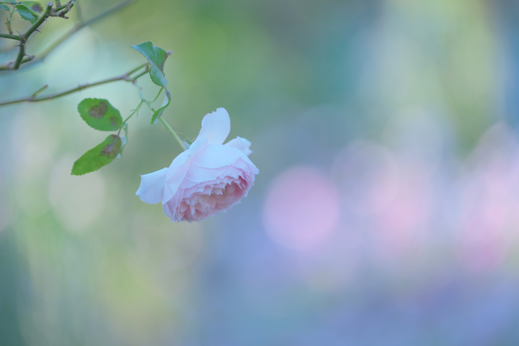 A Rose