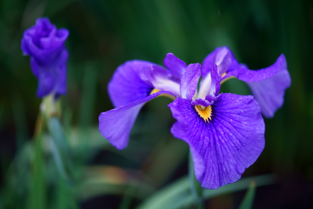 加茂荘の花菖蒲
