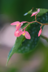 木立ベゴニア