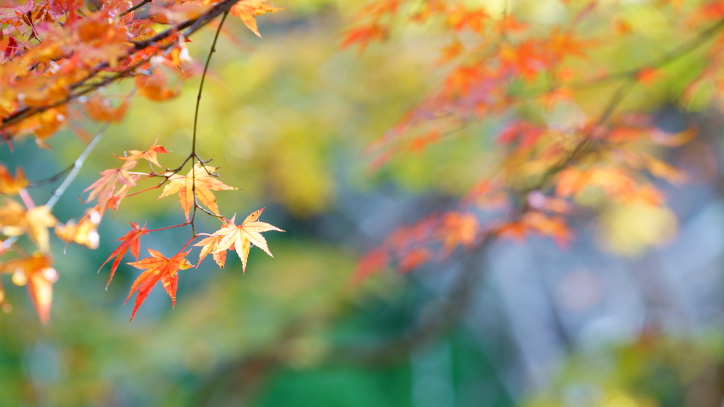 晩秋の紅葉　1