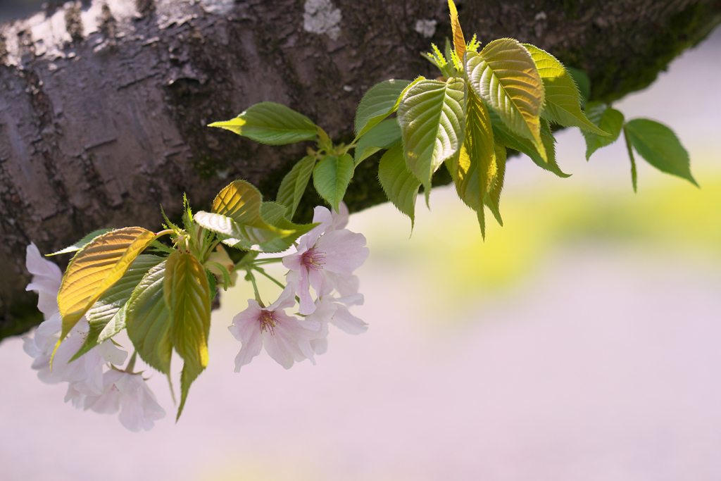 昼下がりの桜