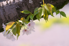 昼下がりの桜