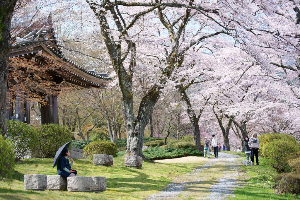 富士霊園の桜　2