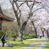 富士霊園の桜　2