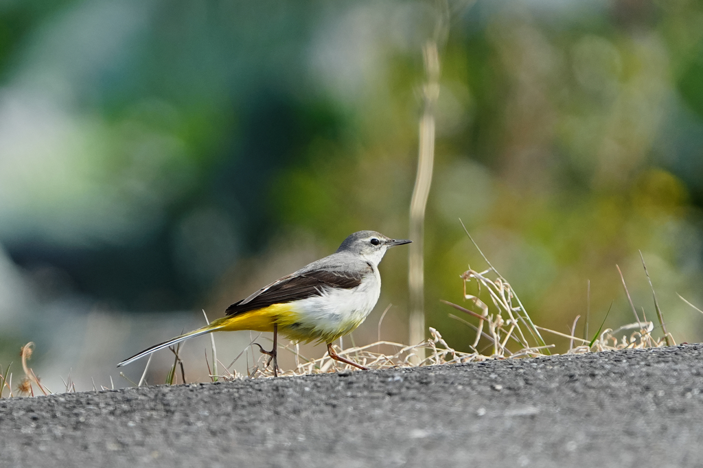 キセキレイさんのお散歩