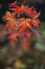 去年の紅葉