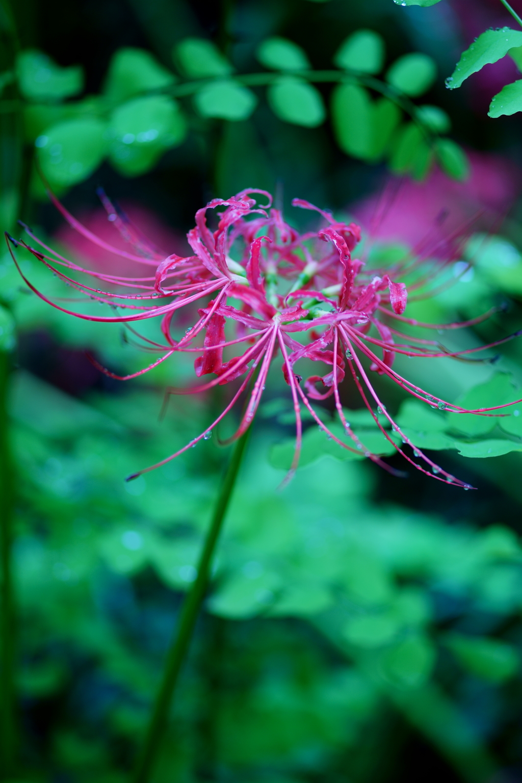 曼珠沙華
