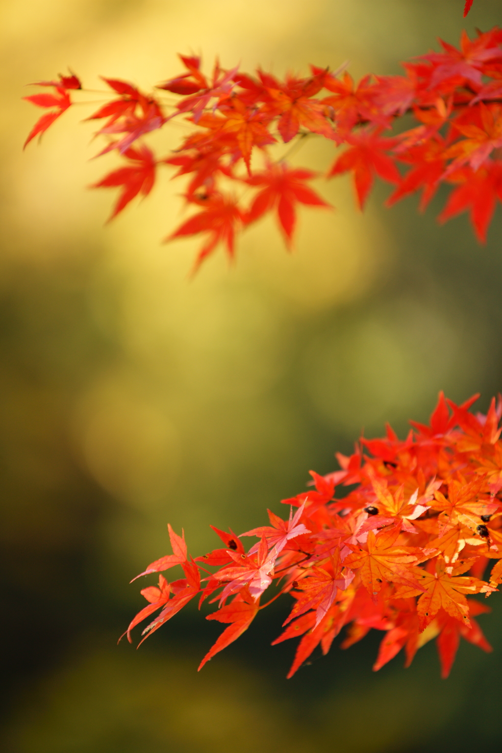 orange leaves