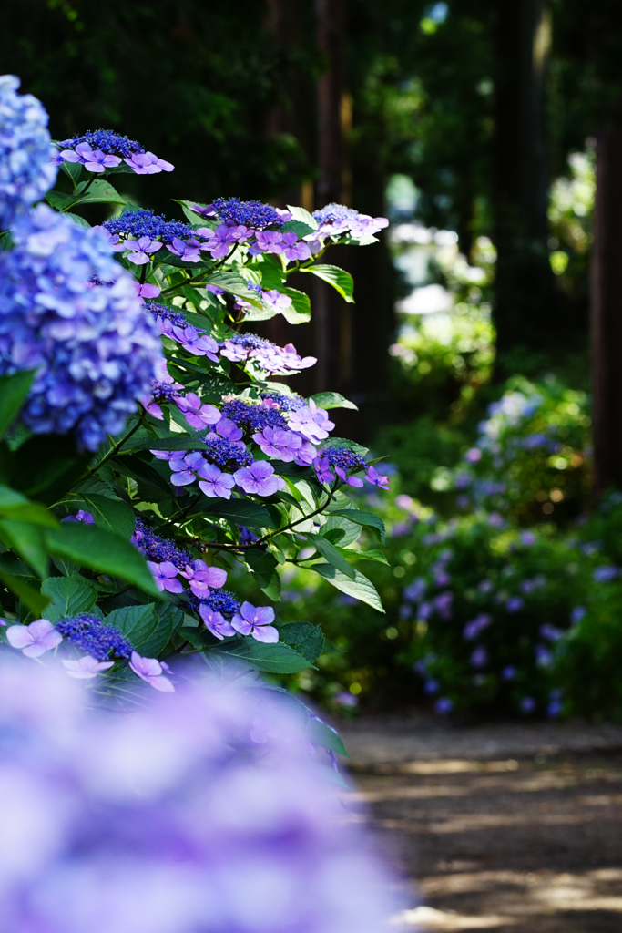 紫陽花のつづく道