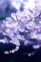 華やかに