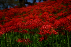 Deep red 　権現堂堤　曼珠沙華まつり 