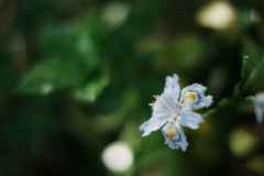 Iris Japonica