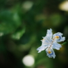 Iris Japonica