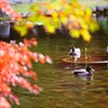 カモさんたちの紅葉狩り　2