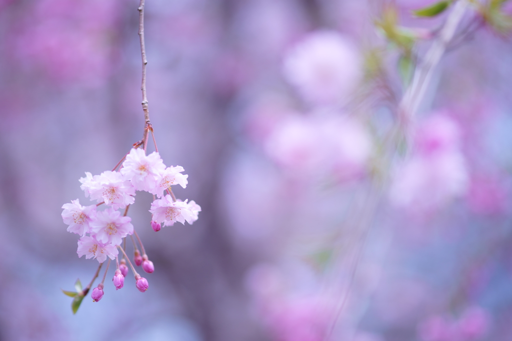 桜色