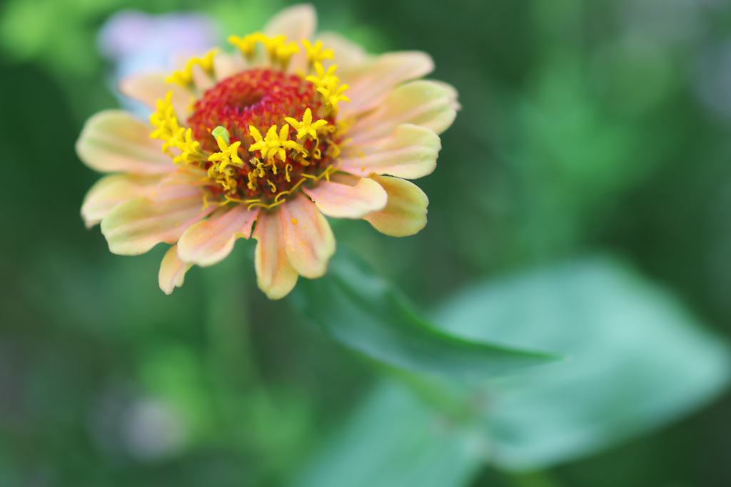 Zinnia elegans
