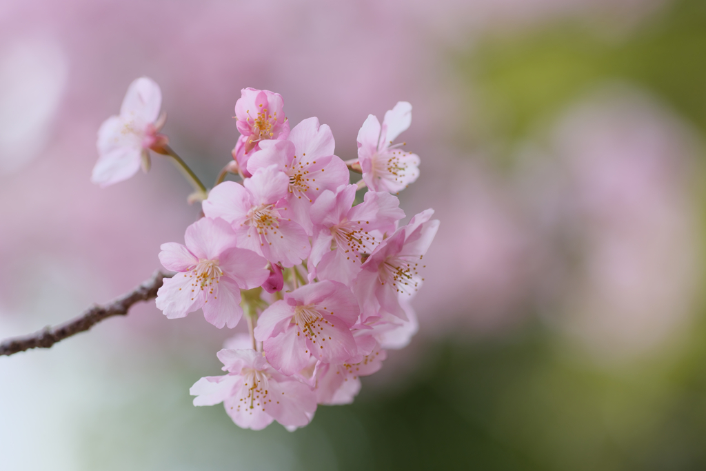 河津桜