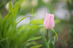 A single tulip