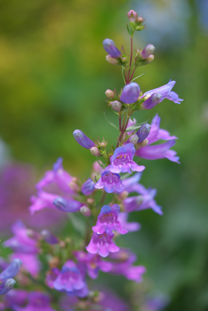 Cute pink flower