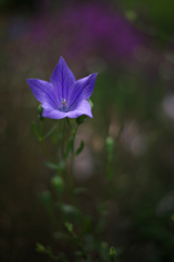 星の花