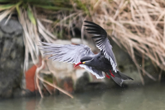 動物園の鳥さん　18　インカアジサシ
