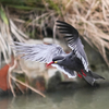 動物園の鳥さん　18　インカアジサシ
